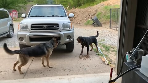 Aggressive one year old rottweiler challenges alpha German Shepherd