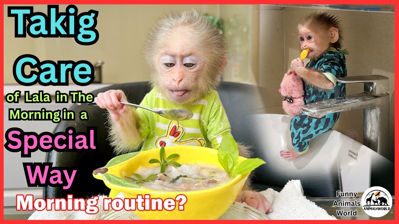 Lala's Everyday Morning is Taken Care of by Thuy in a Special Way !