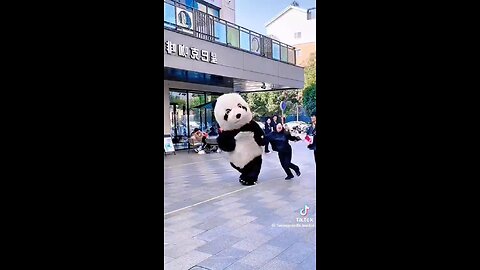 Funny thing Panda Fight with the others
