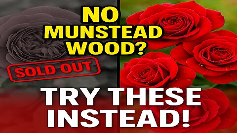 Still Waiting on Munstead Wood? Try These Stunning Fragrant Red Roses Instead!