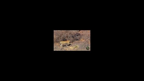 Lions hunting cheetahs#