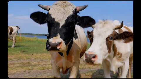 COW VIDEO 🐮🐄 COWS MOOING AND GRAZING IN A FIELD | Cow Video