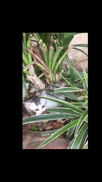 Kittens explore the world