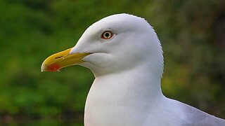 Close-up of the Female European Herring Gull, The Dark Queen