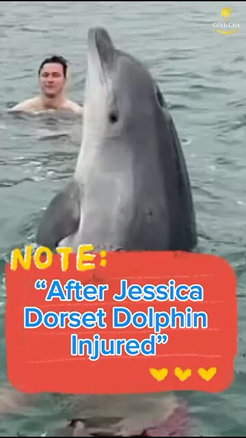 Dolphin Injured