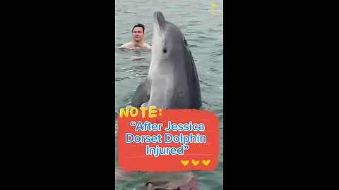 Dolphin Injured