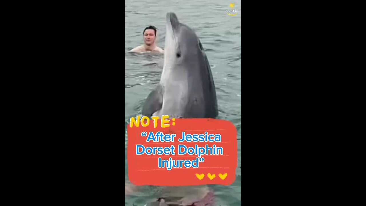 Dolphin Injured