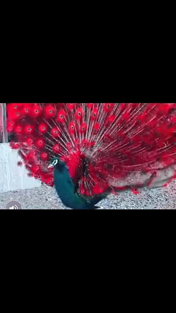 TELLING IT LIKE IT IS - DAILY DEVOTIONAL ❤️