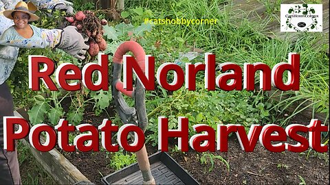 Red Norland Potato Harvest - #catshobbycorner #potato #harvest