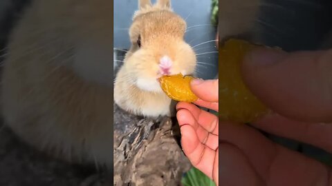 Little rabbit eating tangerines Cute pet debut plan Rabbit Rural cute pet