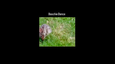 Boochie Bunny Dance