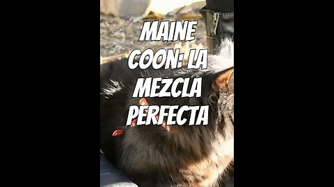El gato maine coon