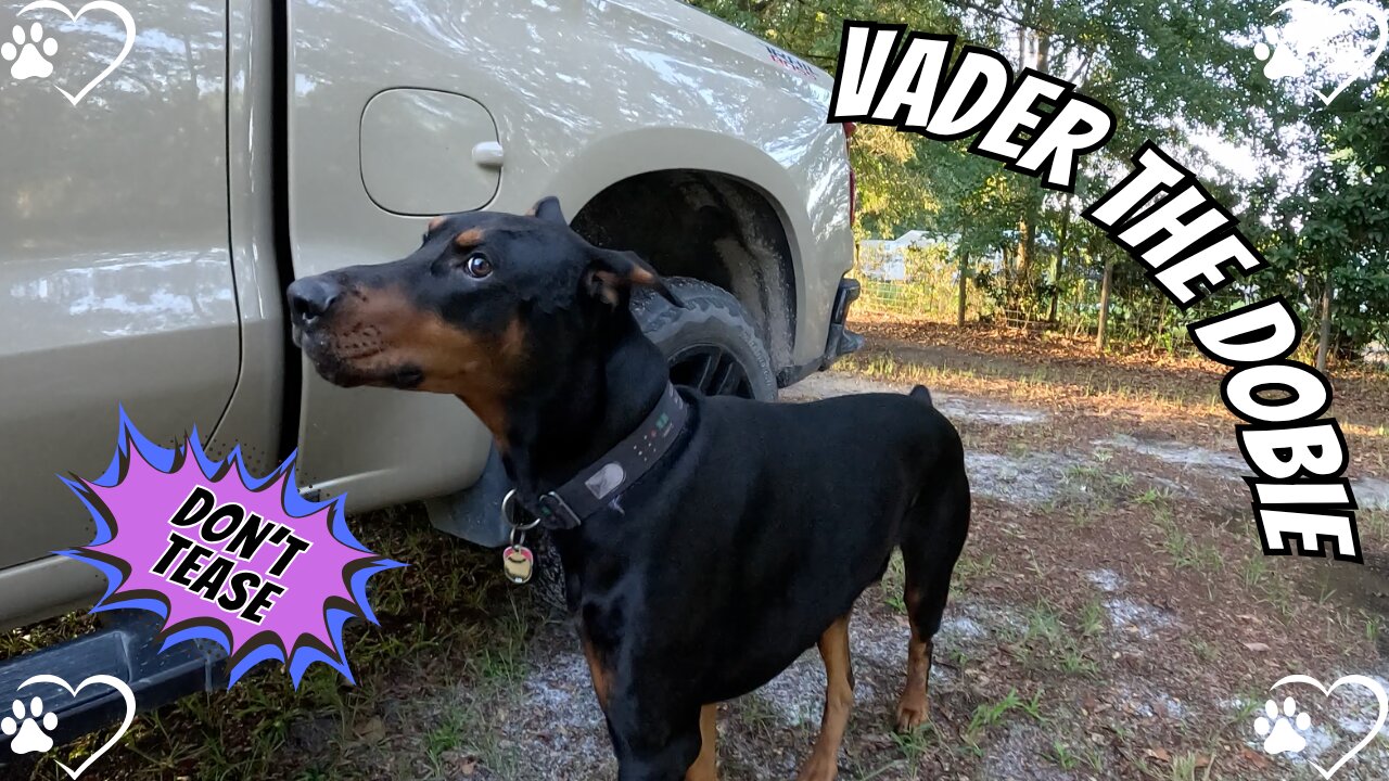 Yard Ride with Vader: Zoomies, Truck Time & Tall Grass Patrol 🚚☀️🐾