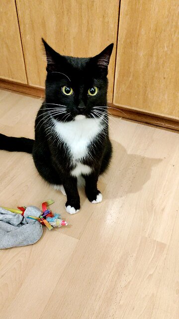 Cookie Cutter The Cat Safe Back In The House, Dbn, MI, 12/3/25