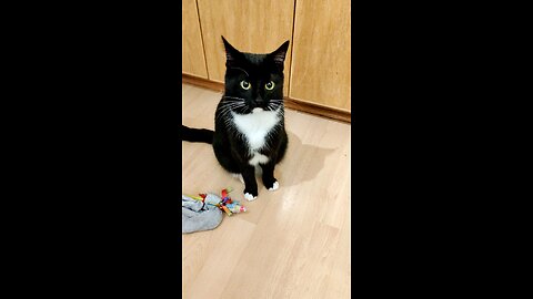 Cookie Cutter The Cat Safe Back In The House, Dbn, MI, 12/3/25