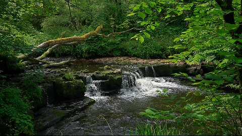 Relaxing Forrest Nature Waterfall