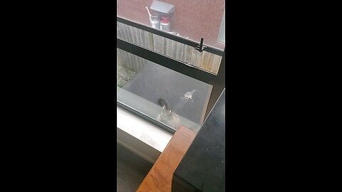 My cat climbs top story window