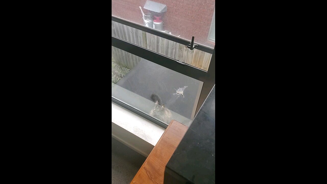 My cat climbs top story window