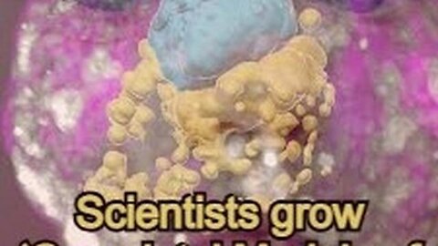 "Groundbreaking Development: Scientists Cultivate Full Human Embryo Models in Lab"