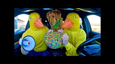 Rubber Ducky Surprises Puppy & Wolf with Car Ride Chase | IKRAJAK