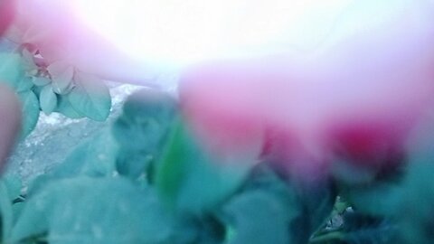flowers in my garden