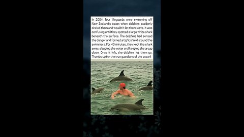 Dolphins Save Swimmers From White Shark