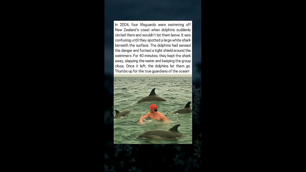 Dolphins Save Swimmers From White Shark