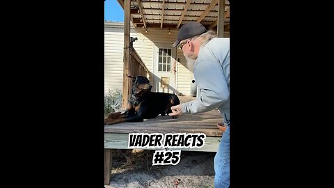 Vader Reacts #25: He Looked Away… Then Thought About It 🤣🐾