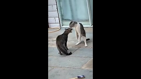 funny dogs sleeping