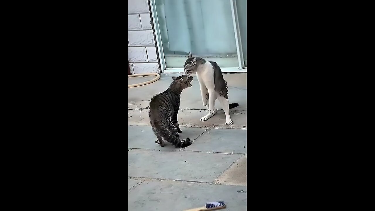funny dogs sleeping