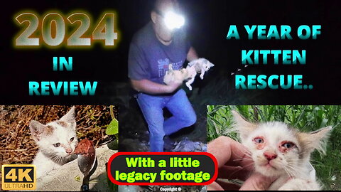 2024 - A year of rescuing unwanted and sick #kittens and #cats in #indonesia