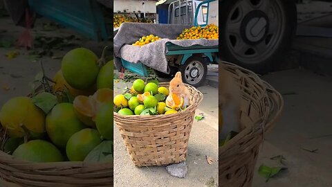 The little rabbit squats in the basket and eats oranges. Cute pet debut plan. Rabbit. Pastoral c
