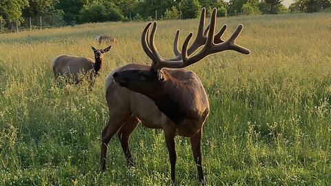 Bull Elk Snorts While Eating Grass