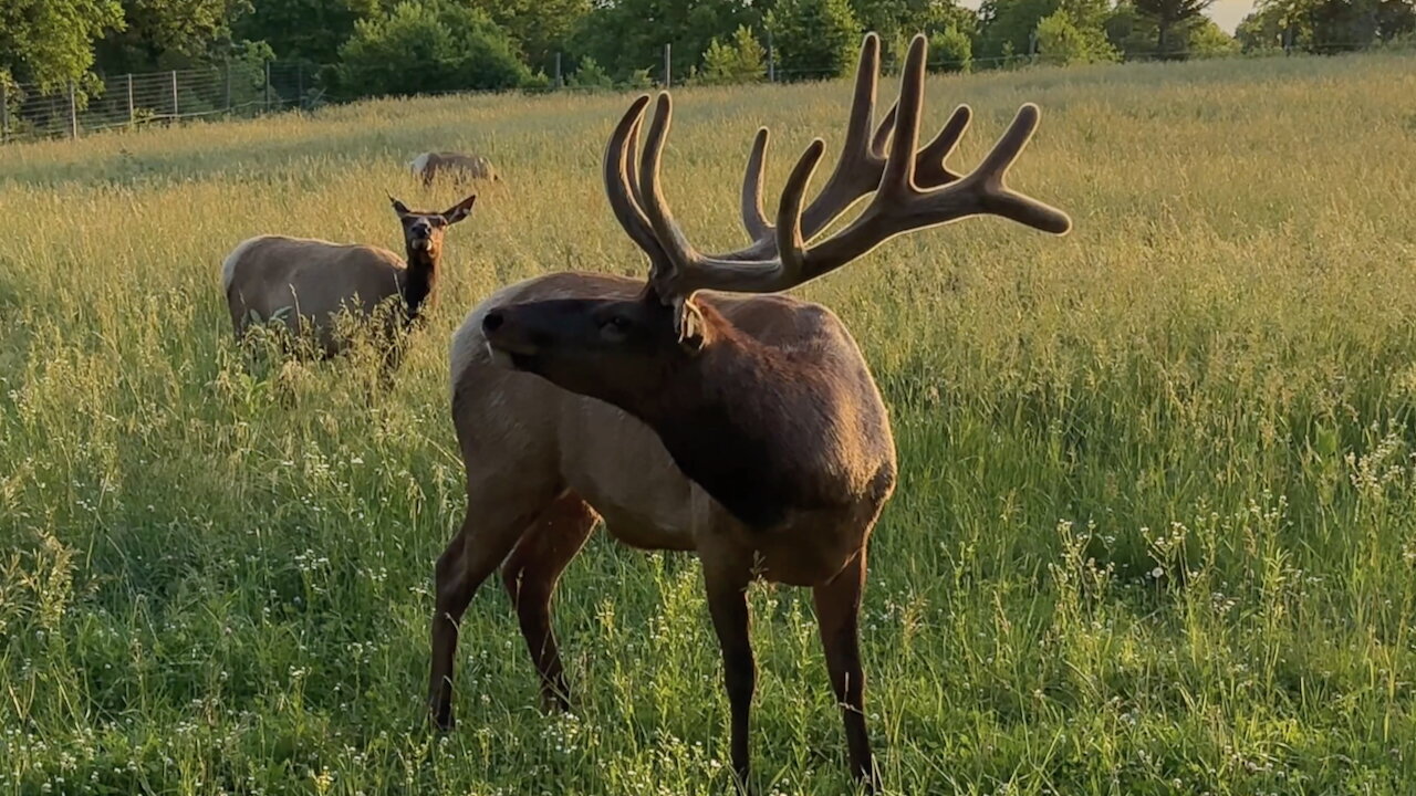 Bull Elk Snorts While Eating Grass