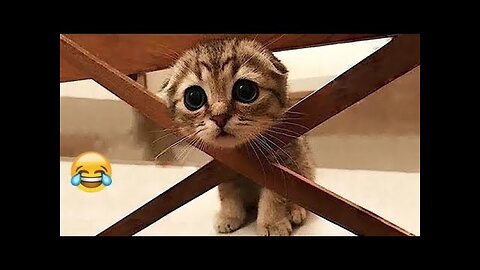Funny Dogs And Cats Videos 2024 😅- Best Funnies Animal Video Part41