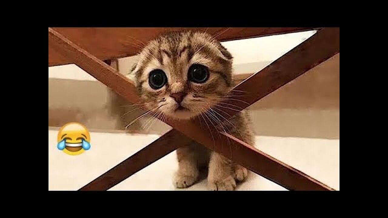 Funny Dogs And Cats Videos 2024 😅- Best Funnies Animal Video Part41