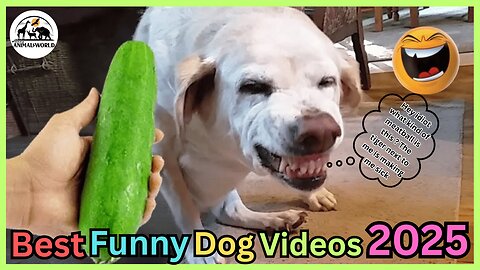 Best Funny Animal Videos of 2024 – Dogs & Cats That Will Make You Laugh!😹🐶