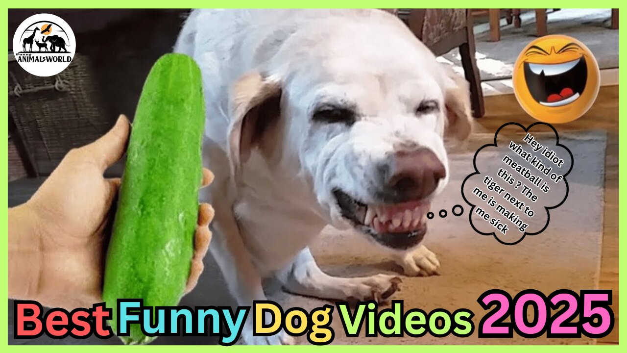 Best Funny Animal Videos of 2024 – Dogs & Cats That Will Make You Laugh!😹🐶
