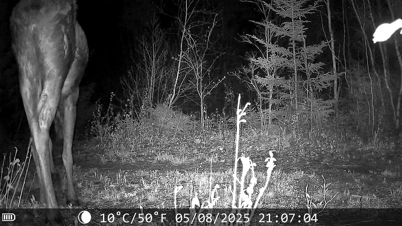 Young moose on a night stroll
