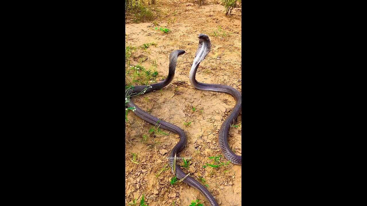 Two snakes fighting