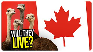 Ostrich Standoff Continues with GOOD NEWS? Shooting at ICE Facility! AND MORE!