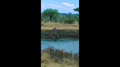 Crocodile kills Cheetah