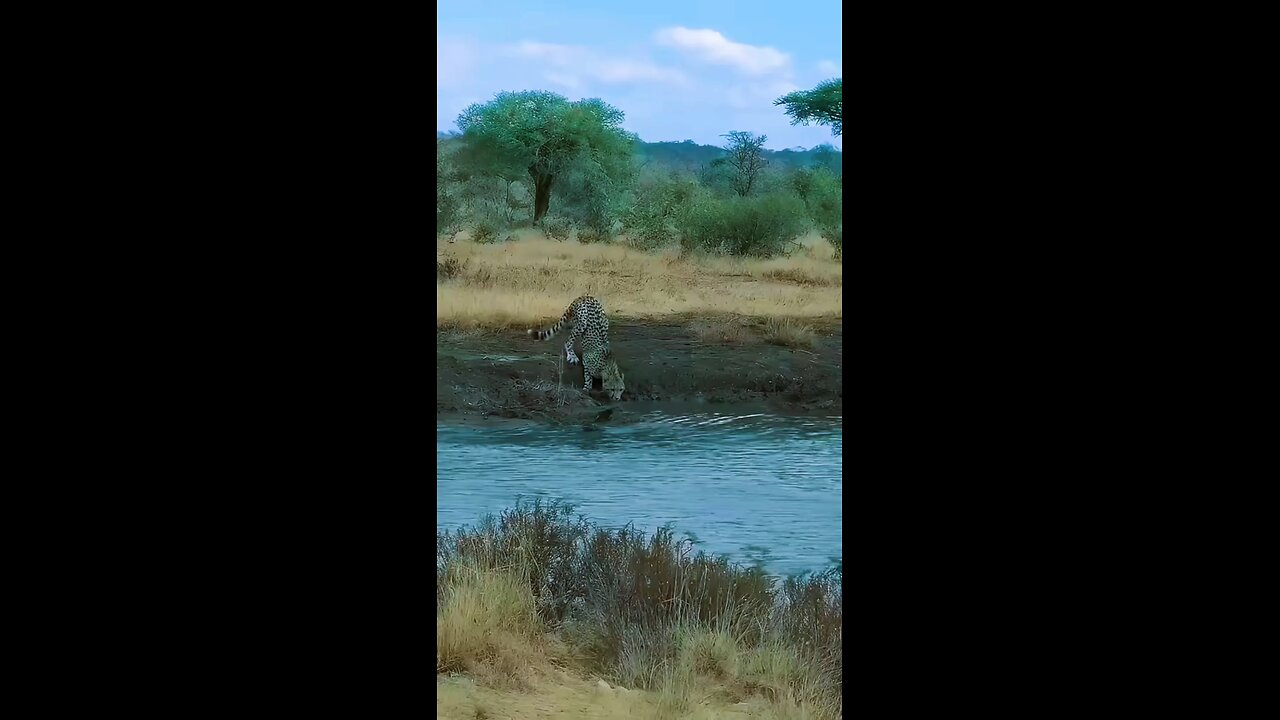 Crocodile kills Cheetah