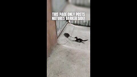 how to catch a rat