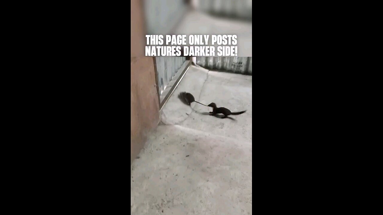 how to catch a rat