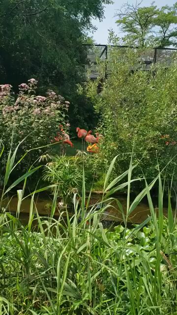 Flamingos at The Toronto Zoo