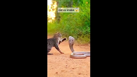 Snake Versus Cat. !