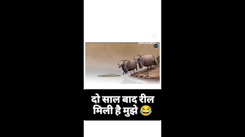 There was an argument between two buffaloes short