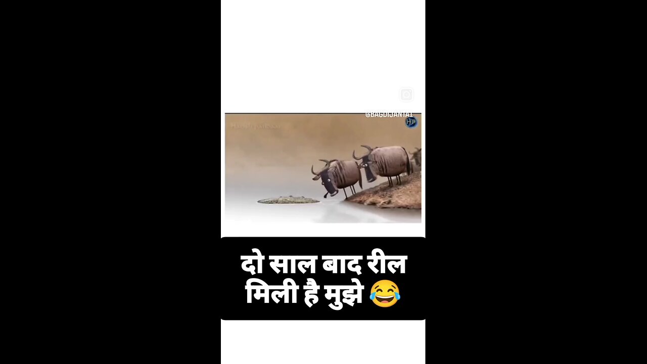 There was an argument between two buffaloes short