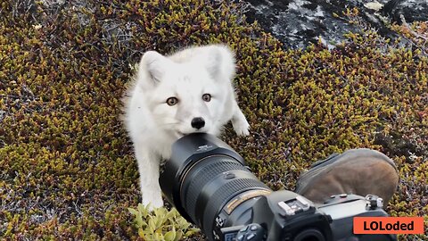 Adorable Baby Arctic Fox Steals Fish in Greenland Wilderness! 🦊❄️🐟